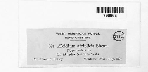 Uromyces shearianus image
